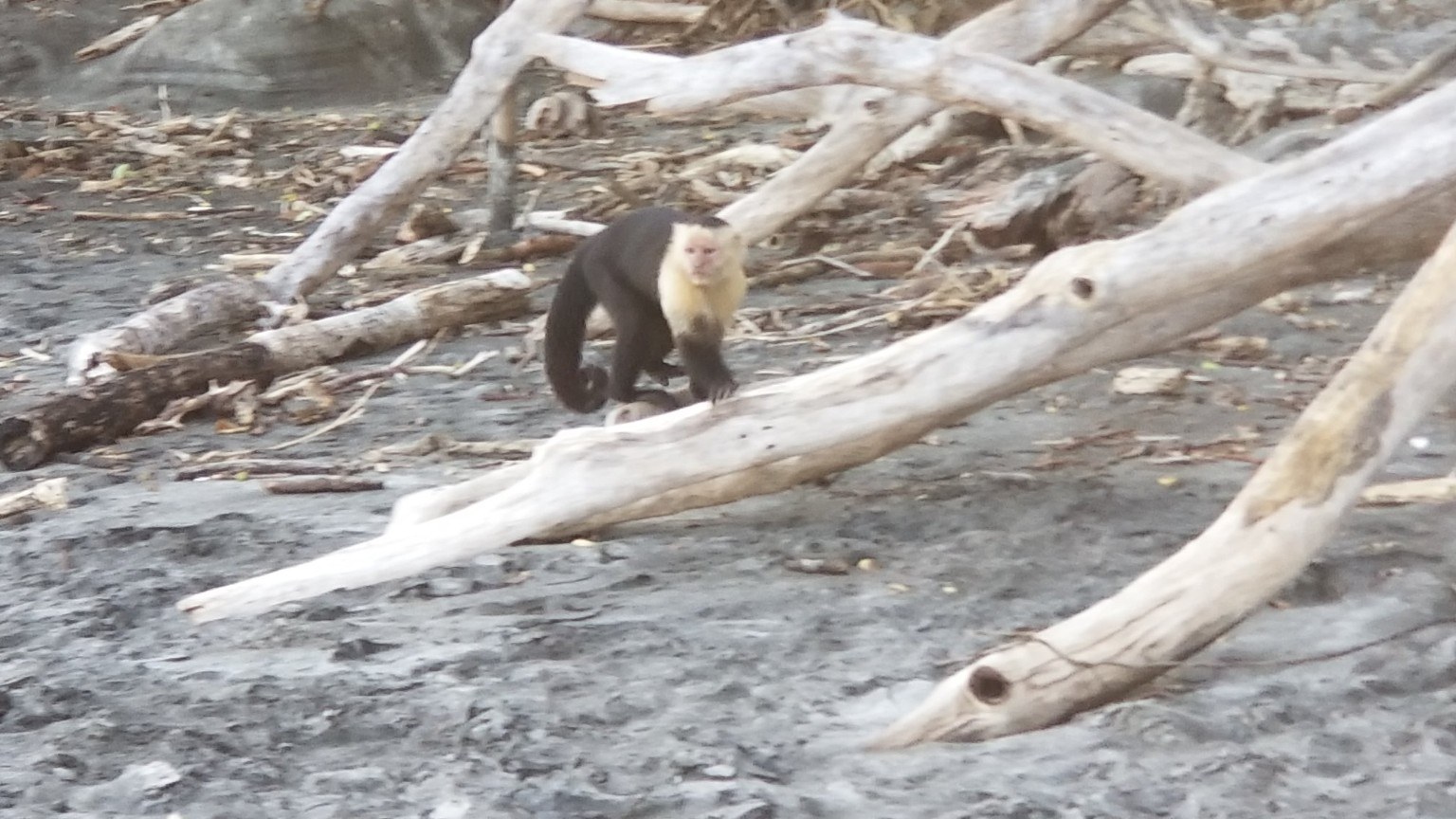 White faced monkey on beach driftwood