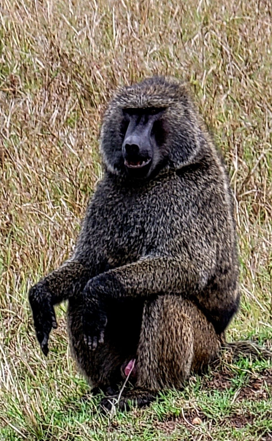Baboon sitting upright on a rock surveying the savanna