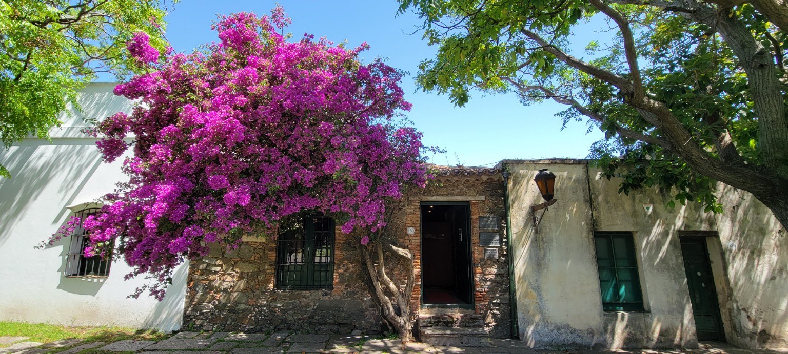 Bright purple bougainvillea over old stone and white walls