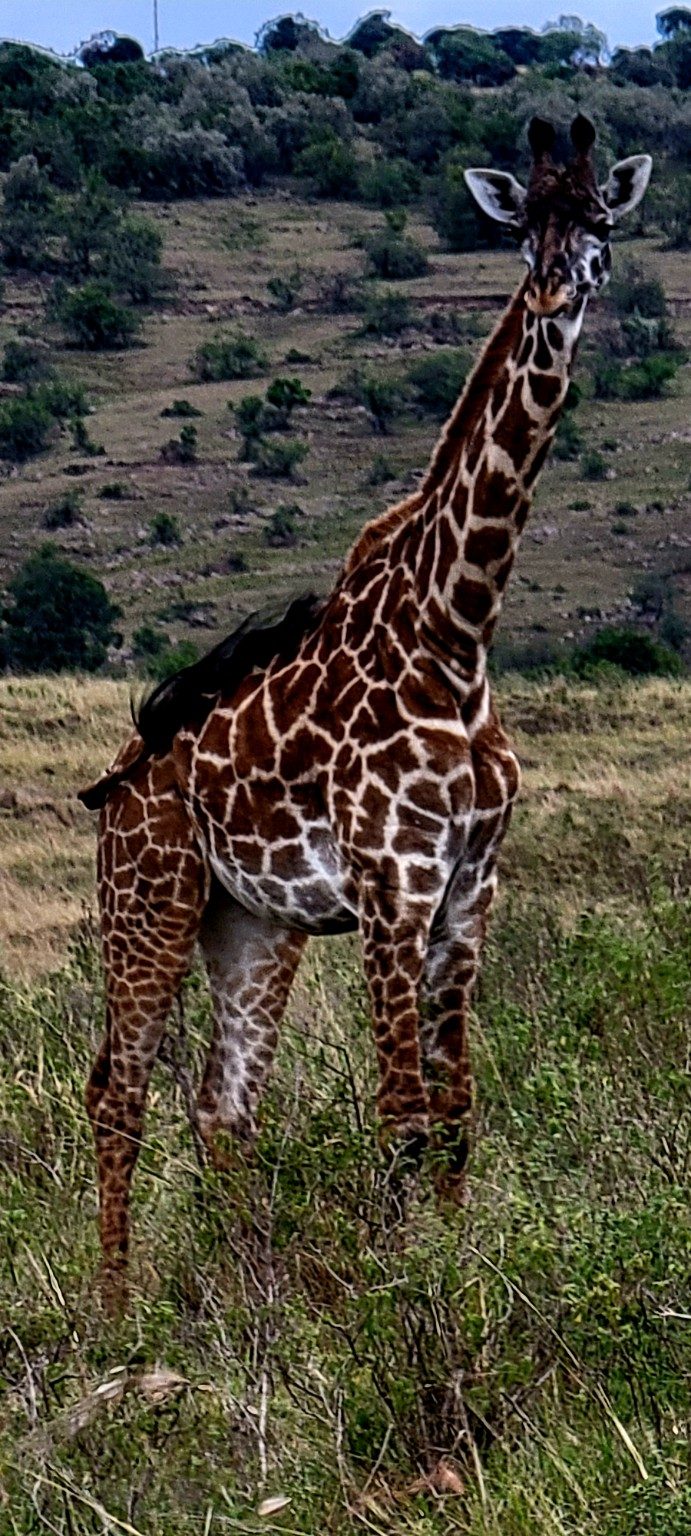 Close-up of a giraffe's face and long lashes against a bright sky