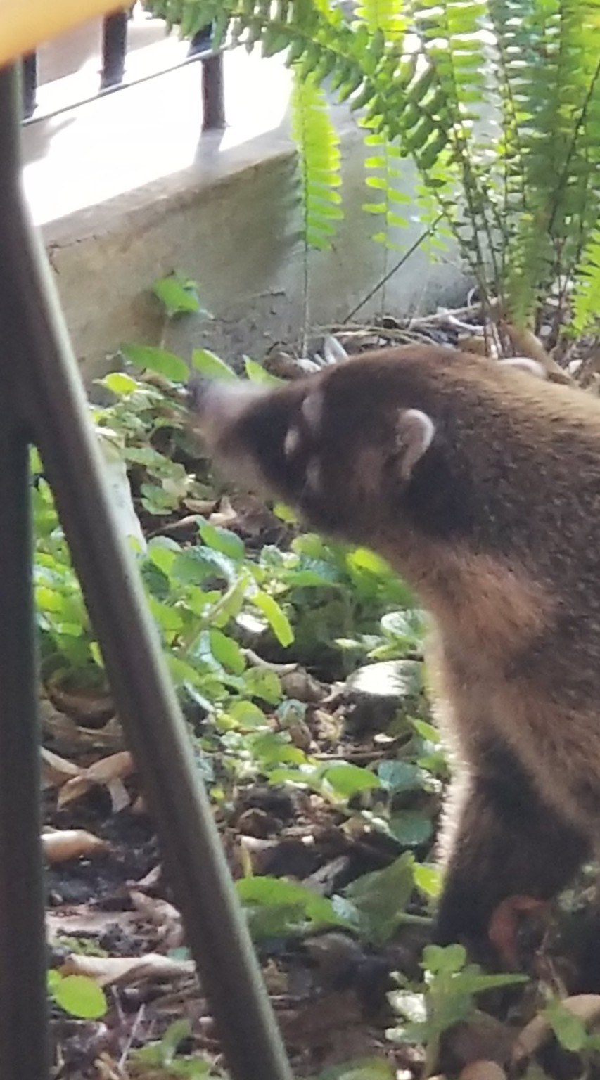 Close up of coati