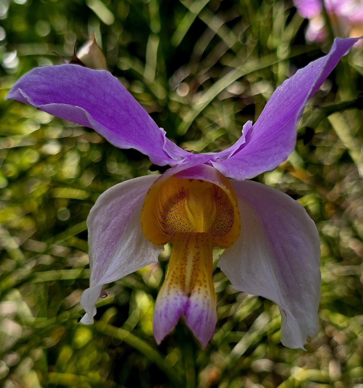 Slipper-orchid type bloom