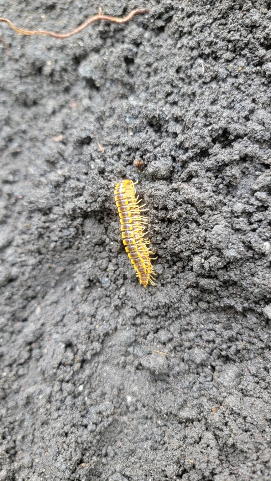 Yellow-banded millipede crawling across black volcanic soil