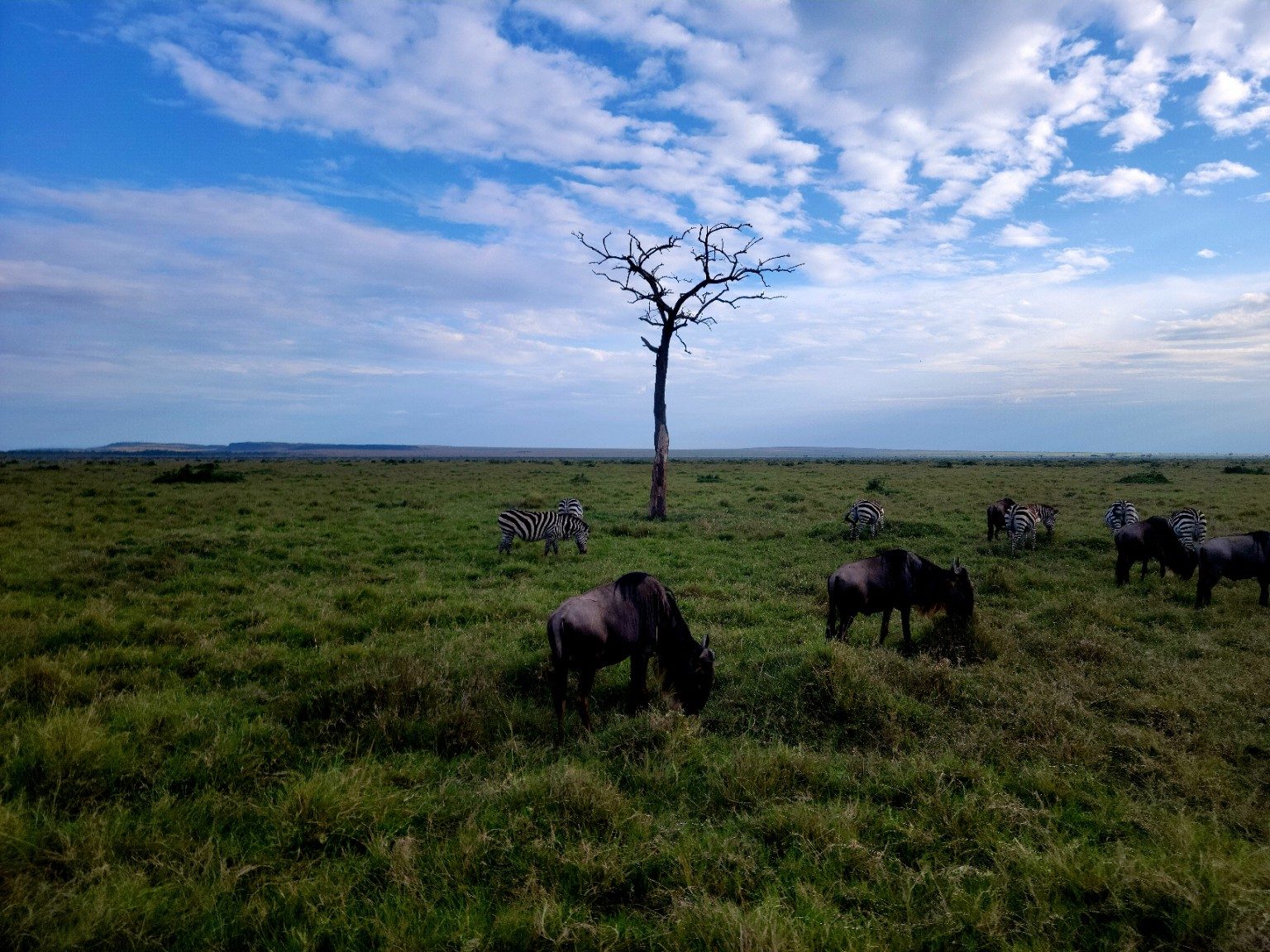 Mixed herd of wildebeest and zebra moving across the Mara grassland