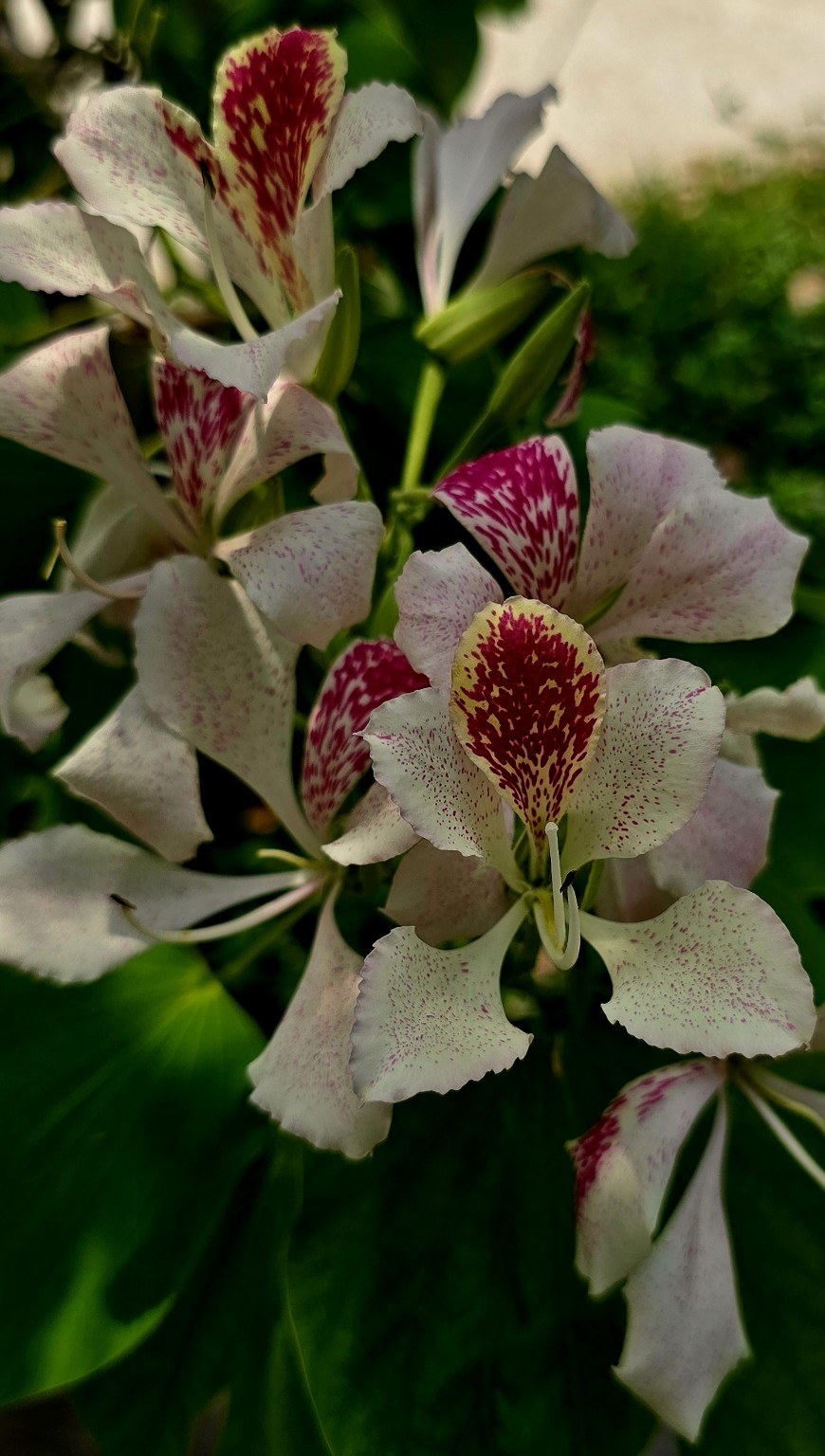 Tropical flowers in bloom