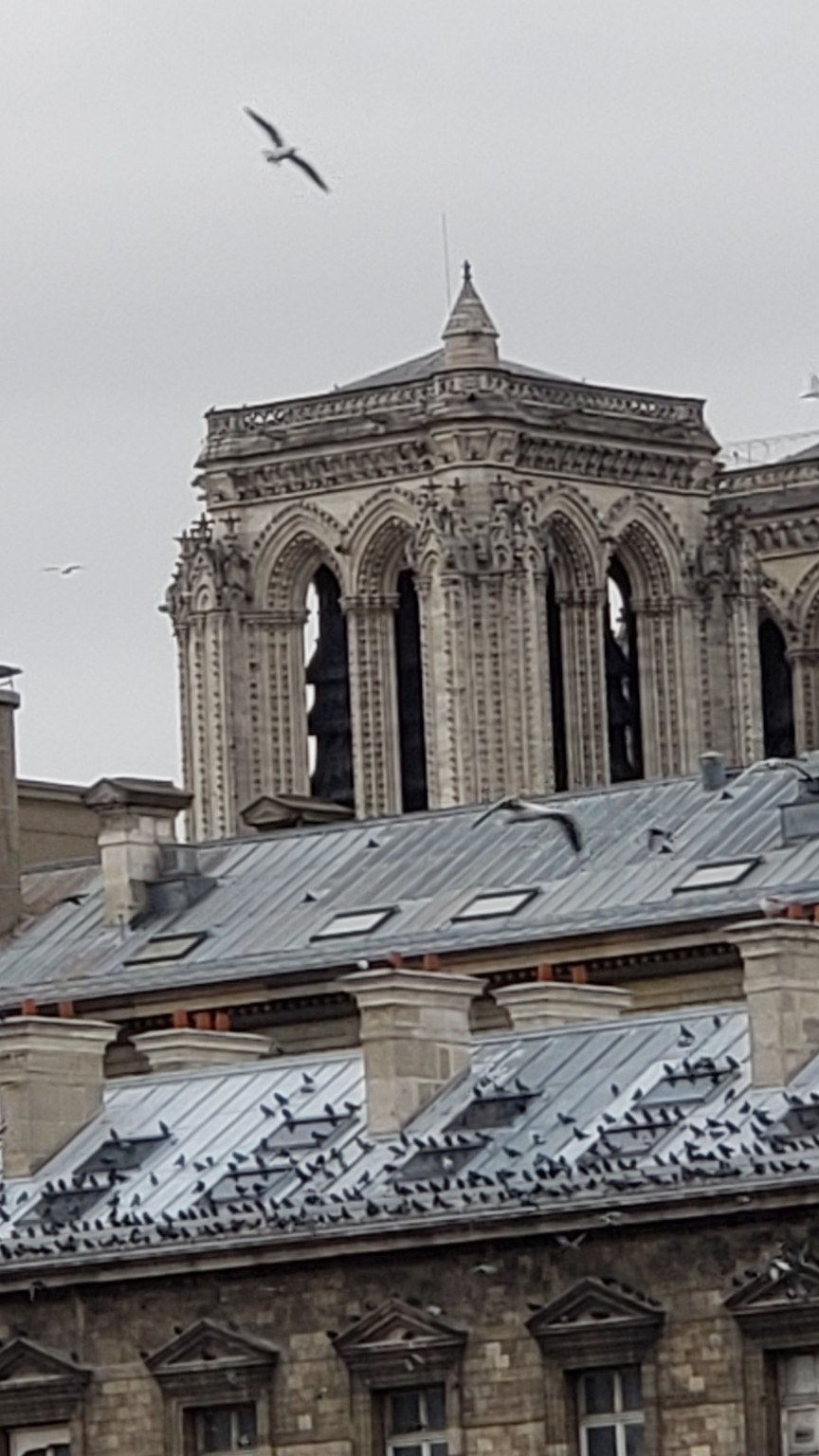 Notre-Dame rising above the rooftops