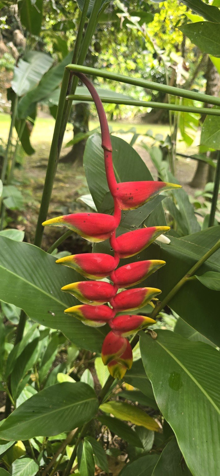 Bright red parakeet flower in the orchid garden