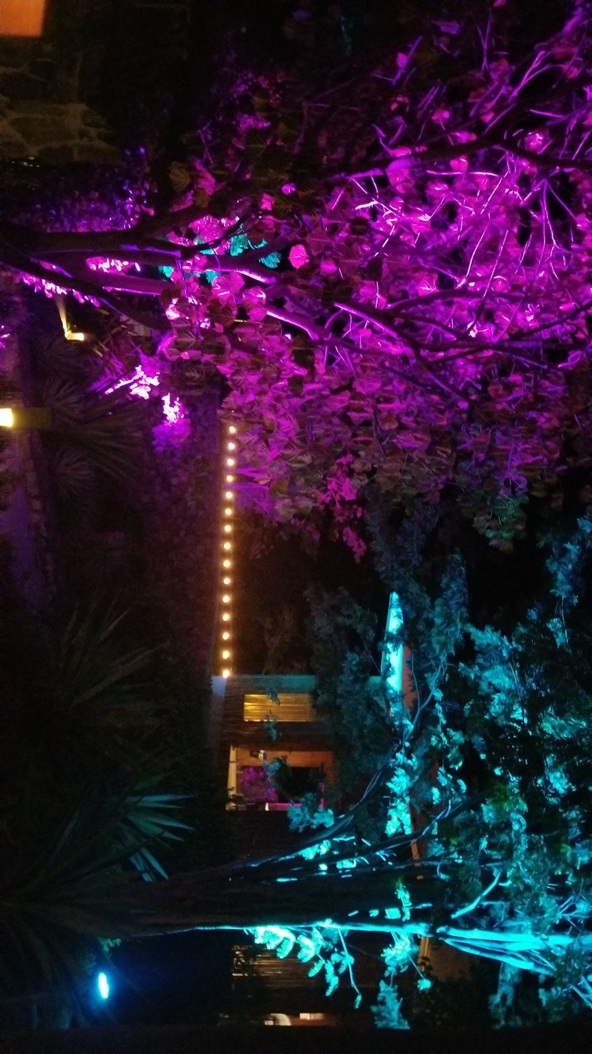 Purple and teal trees at night